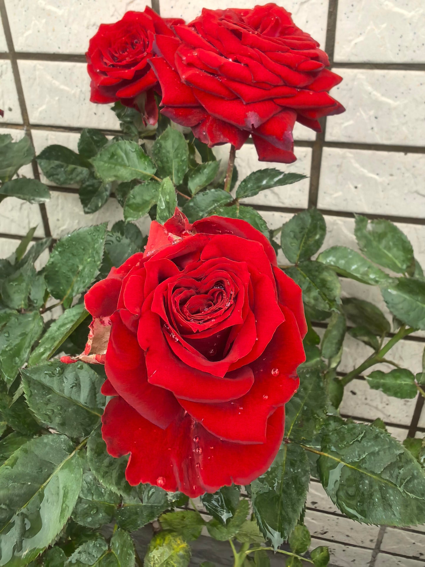 Rose ’ Red Velvet ｜ 红丝绒