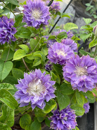 Clematis ''Enku｜円空''