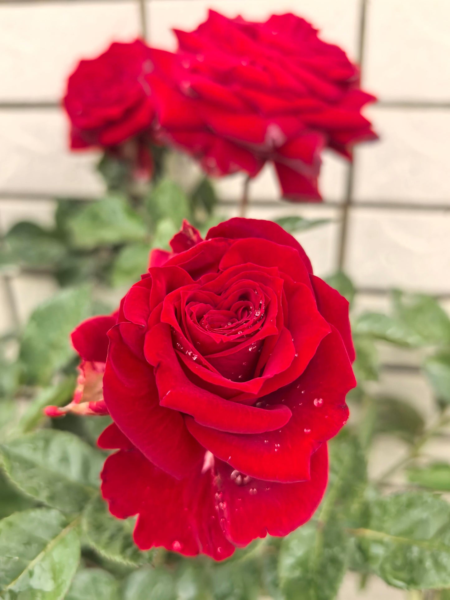 Rose ’ Red Velvet ｜ 红丝绒