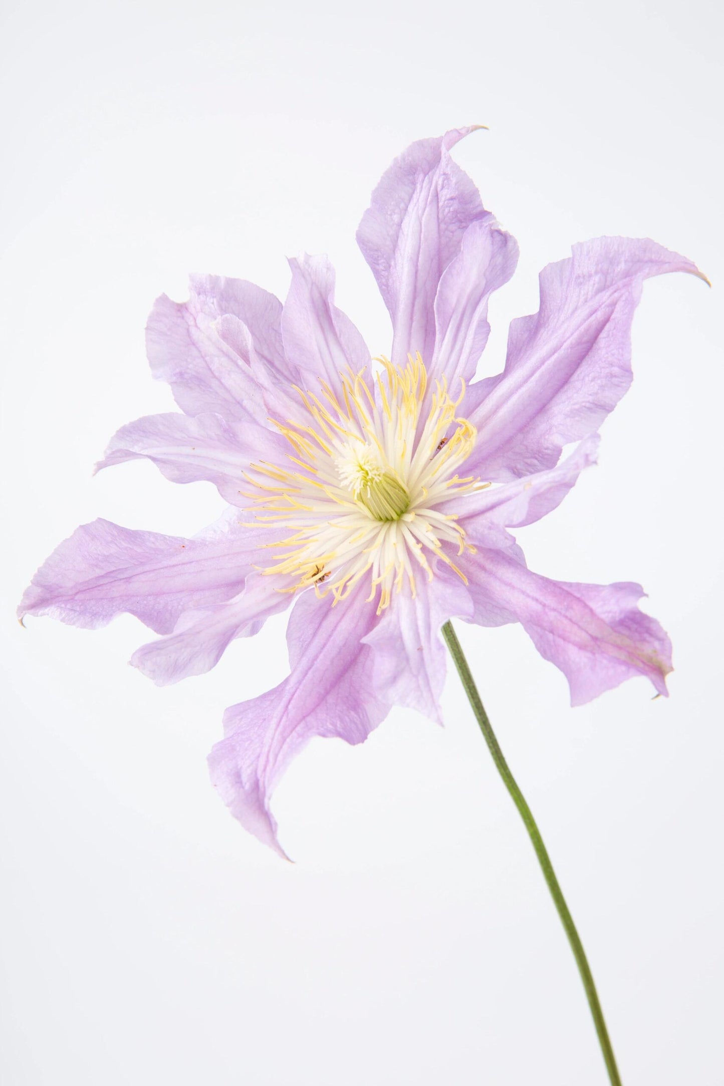 Clematis ‘’East River| 东方河流‘’