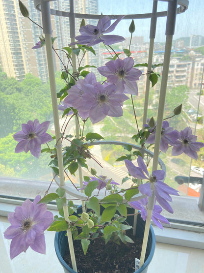 Clematis ‘’Reflections｜倒影‘’