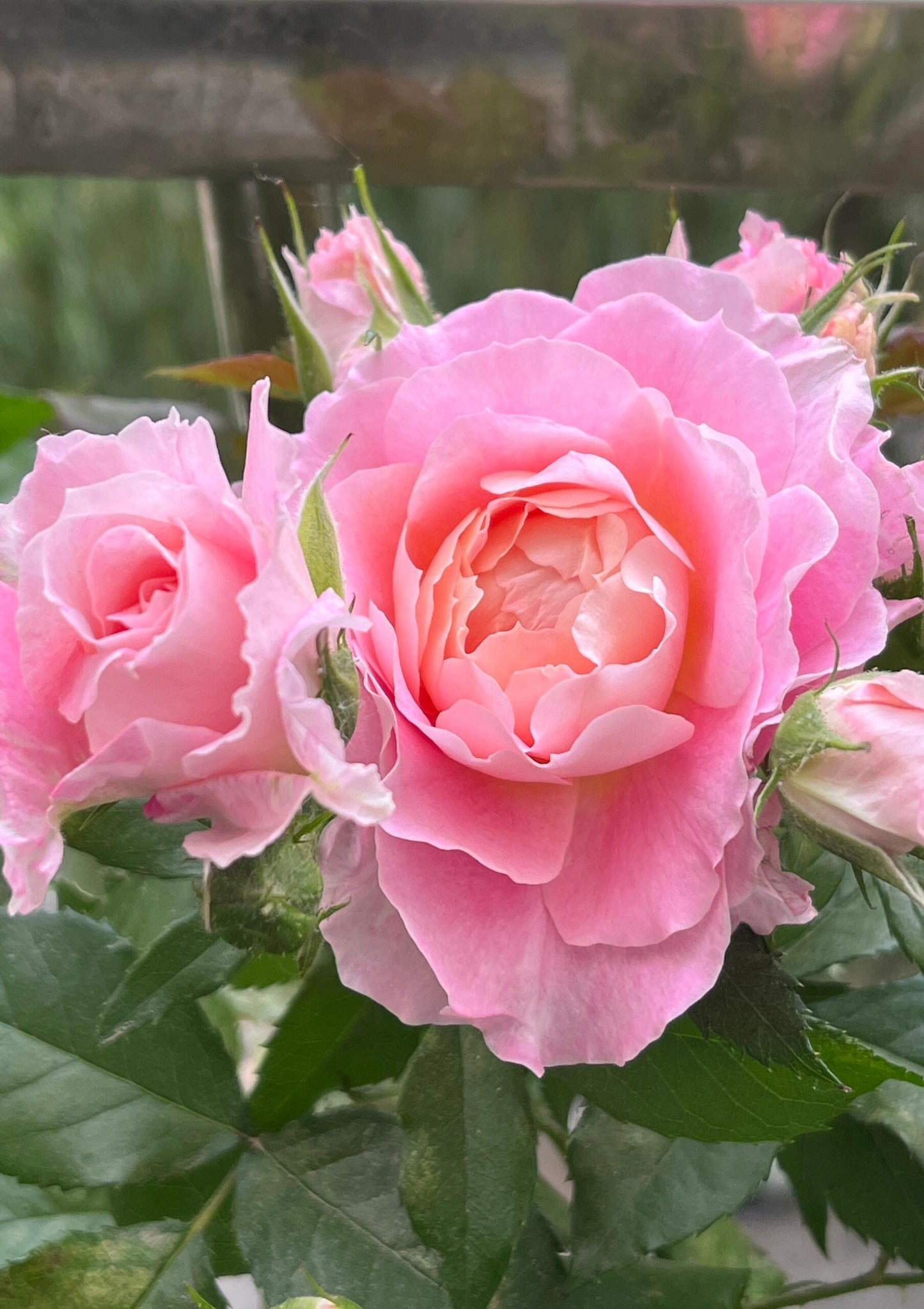 Popular Rose  ‘ Neptune King Terrazza | 海神王 ’
