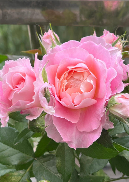 Popular Rose  ‘ Neptune King Terrazza | 海神王 ’