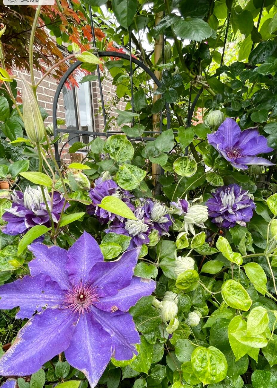 Clematis ‘’Kiri Te Kanawa｜- LivePlant｜卡瓦娜‘’