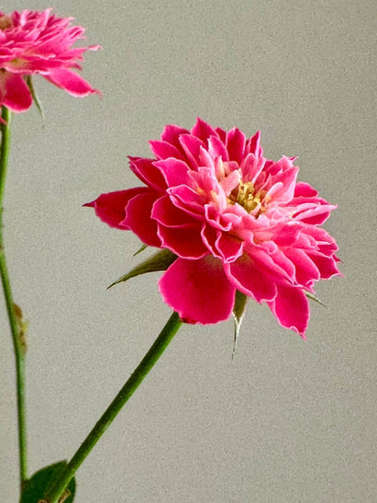 Shrub Rose 'Marriotta | 马里奥塔 '