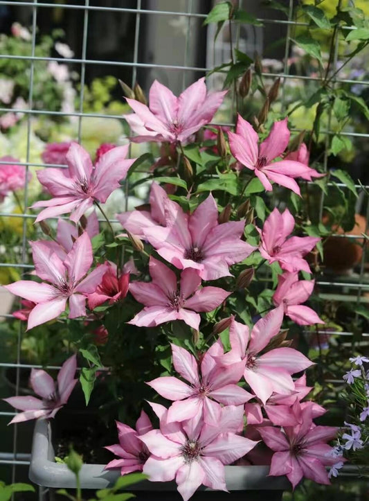 Clematis ''Giselle |吉赛尔''