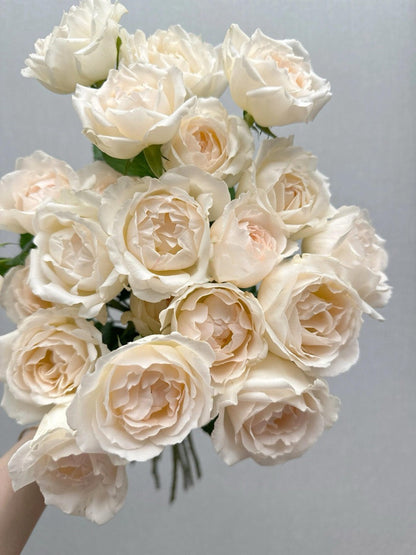 Rose  ’ Kashō｜かしょう｜华宵 - New Variety 2024