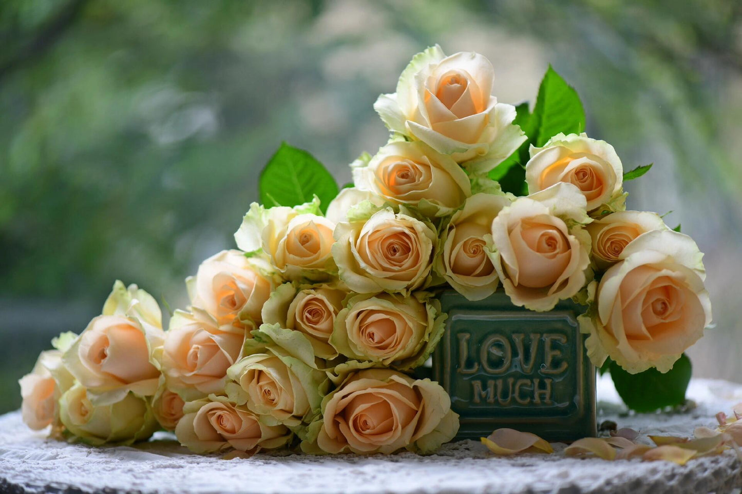 Rosa ‘Peach Avalanche  | 蜜桃雪山 ’ - Award