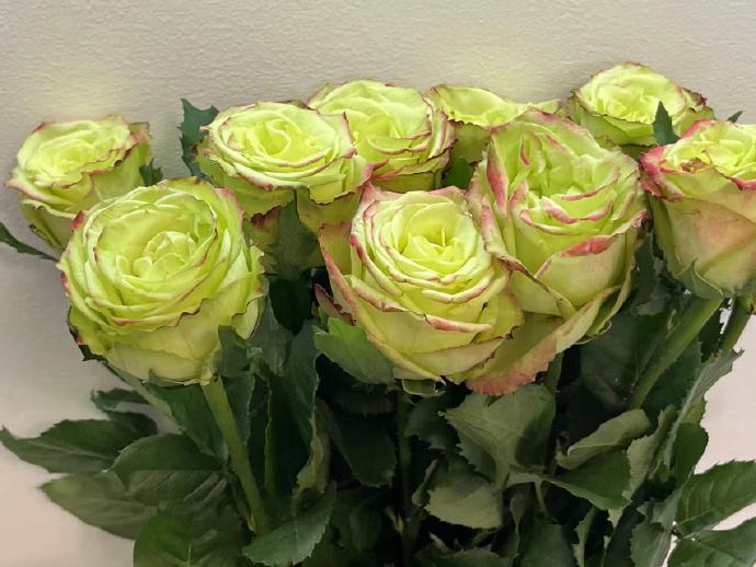 Rose  ‘ Green Apple｜グリーンアップル| 青苹果  - New Variety Florists Rose