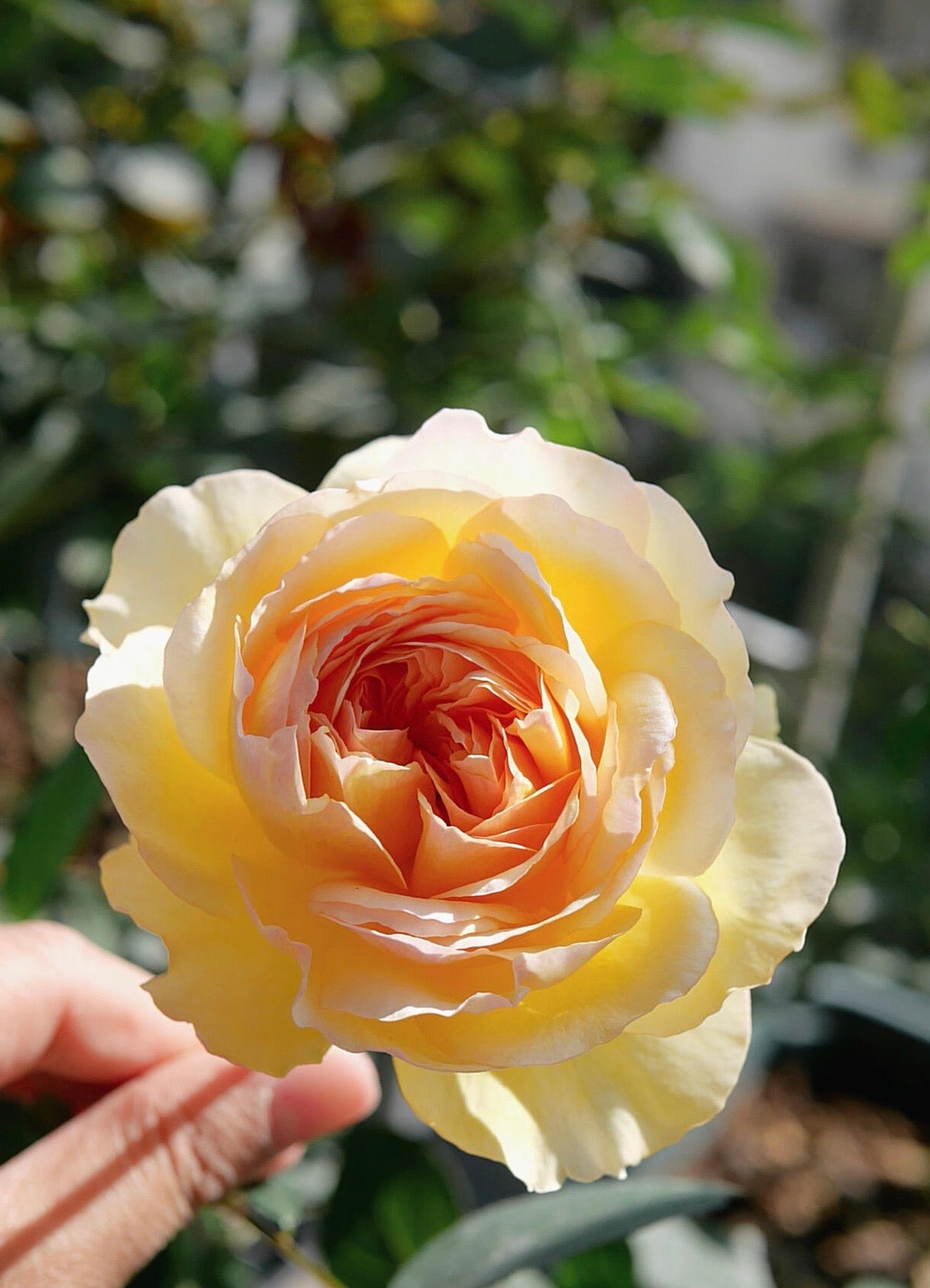Rose ’ Kagelou| カゲロウ  | 阳炎/蜉蝣  - New varieties 2020