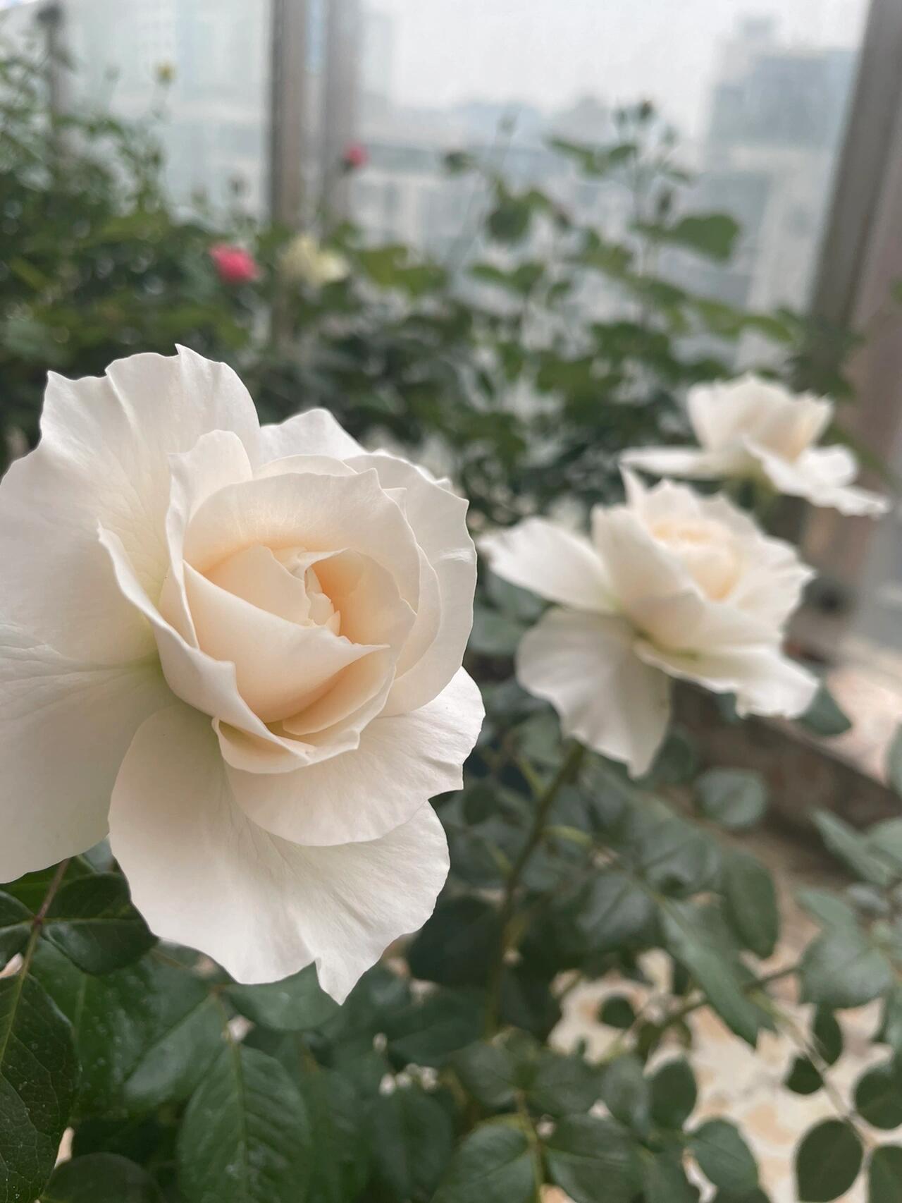 Rose  ‘ Royal Diva｜歌剧皇后'