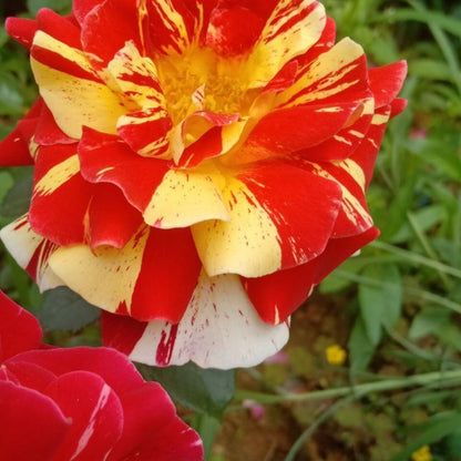 Striped Rose  ’ All American Magic ｜全美魔术