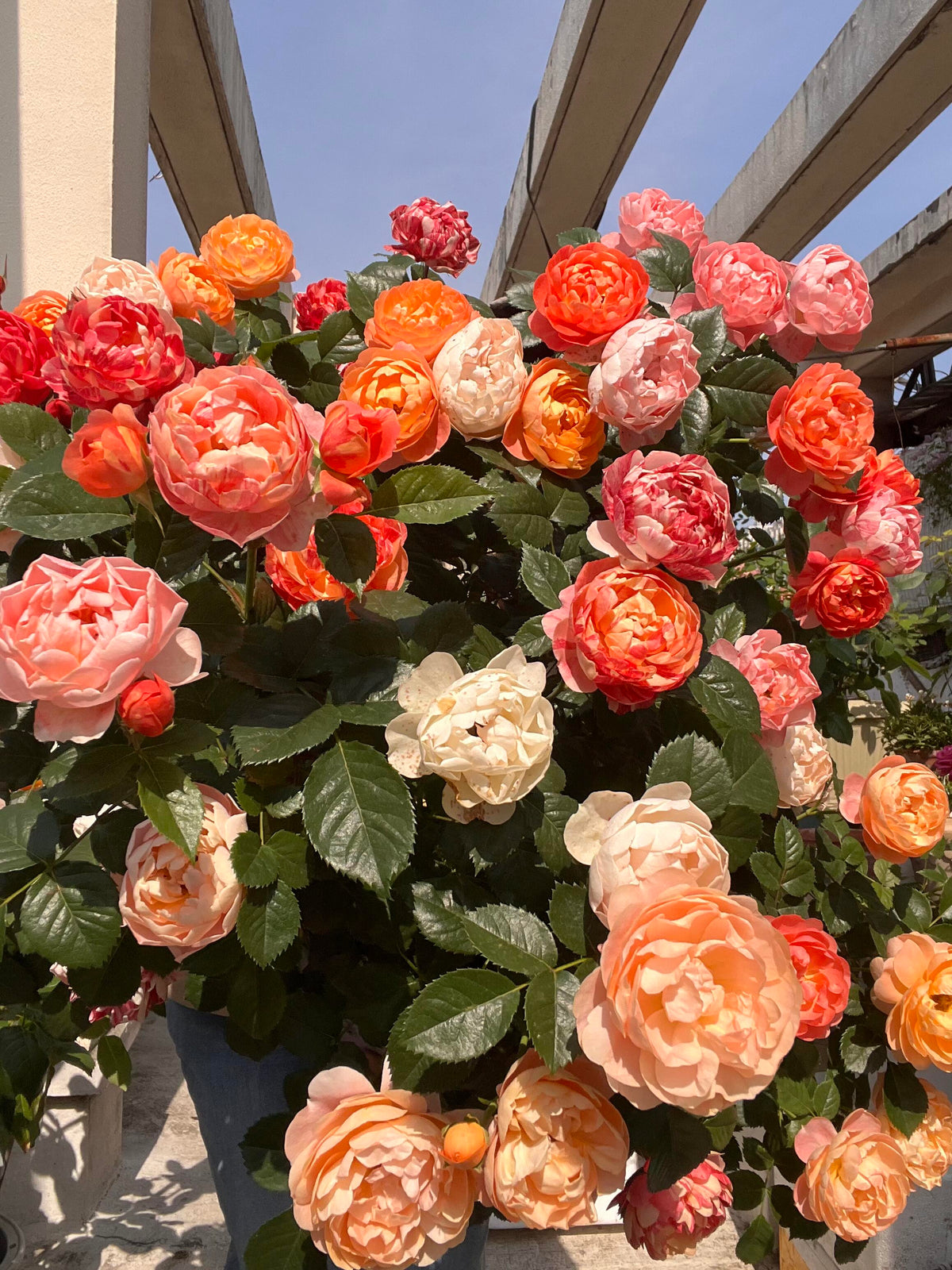 Rose 'Juice Splash' 果汁飞溅