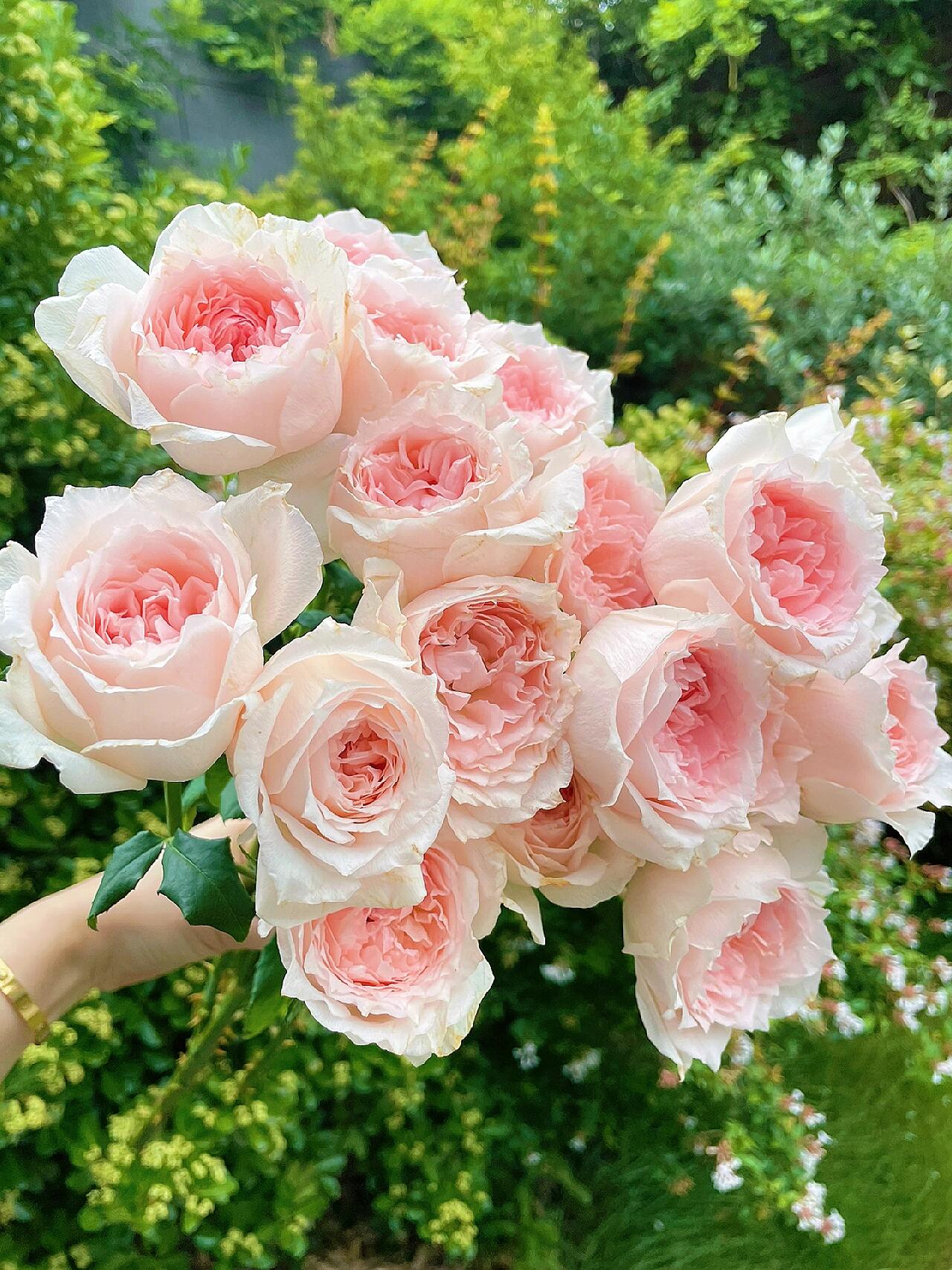 Rose  ’ Flow｜フロウ | 涌流