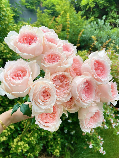 Rose  ’ Flow｜フロウ | 涌流