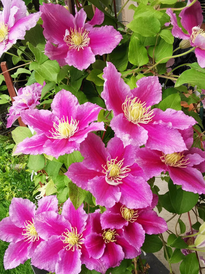 Clematis ‘’Piilu｜小鸭‘’
