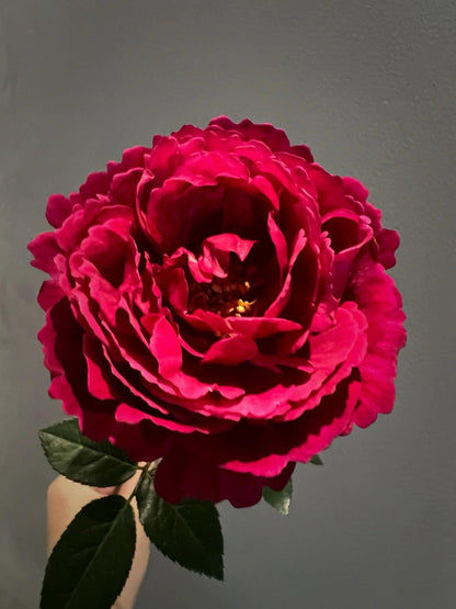 Rose  ’ Ligare｜リガーレ  真彩 230
