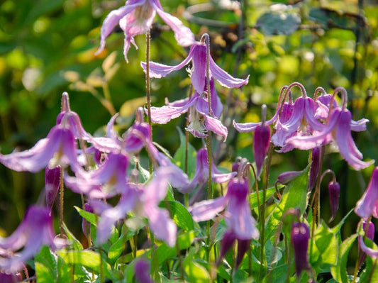 Clematis ‘’Hanajima｜はなじま｜花島｜花岛‘’