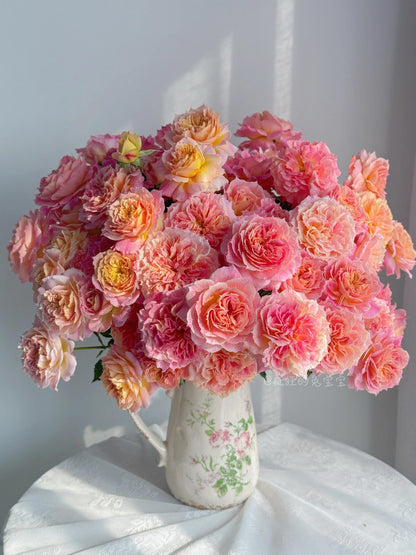Rare Rose  ‘ Chaleur｜シヤル一ル ｜温暖｜夏洛尔