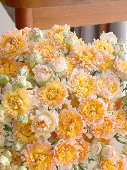 Rare Rose  ‘ Peach Anemone ｜桃子海葵 - New Variety 2023