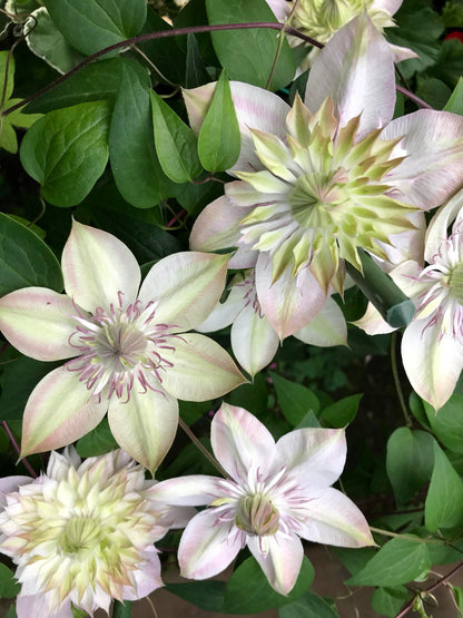 Clematis ''Shamshe |昼の天使|  昼天使| 桃万重''
