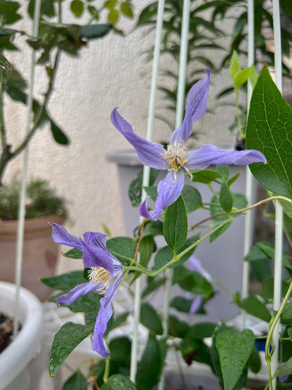 Clematis ‘’Milky Way｜银河系‘’