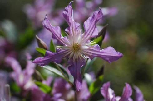 Clematis ‘’East River| 东方河流‘’