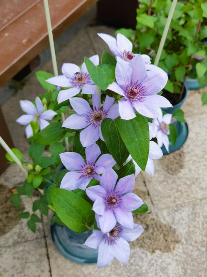 Clematis 博纳迪恩