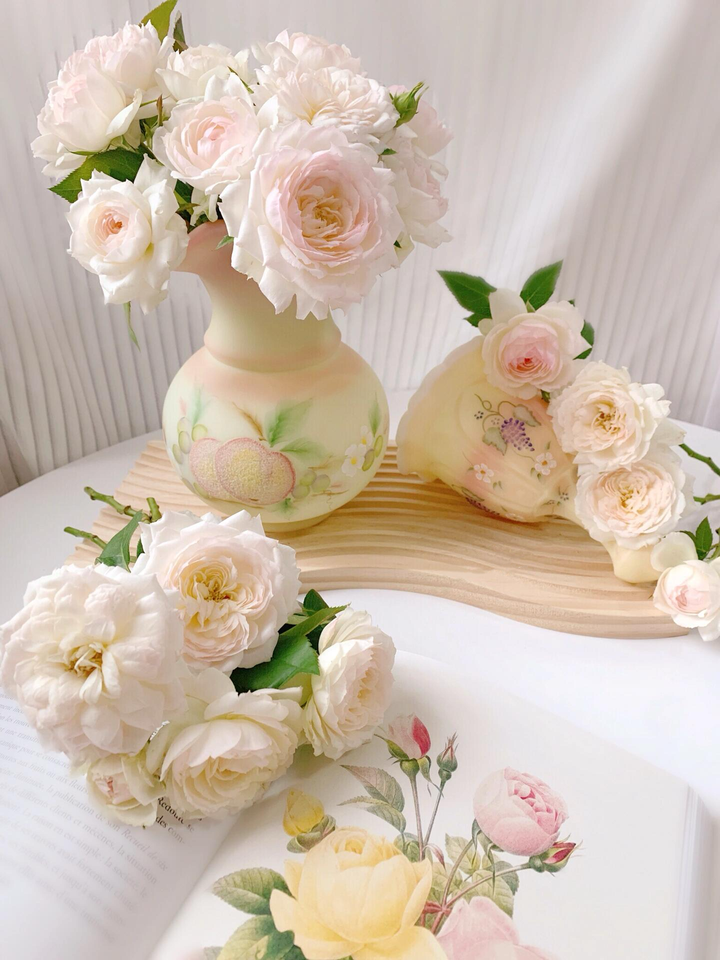 Rose ’Lapin  | ラパン | 小兔子‘