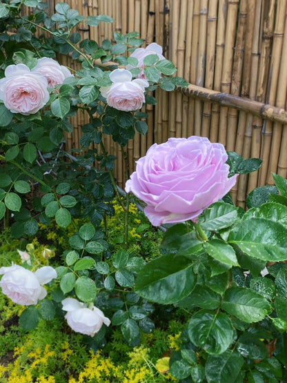 Rose 'Luxury Nove | ラグジュノーブ| 天然香水'