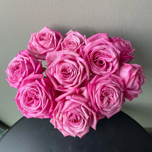 Rose  'Peach Blaze Sky | 桃灼蓝天 | Award-winning '