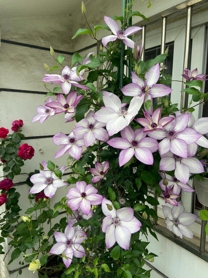 Clematis ‘’Fond Memories｜美好回忆‘’