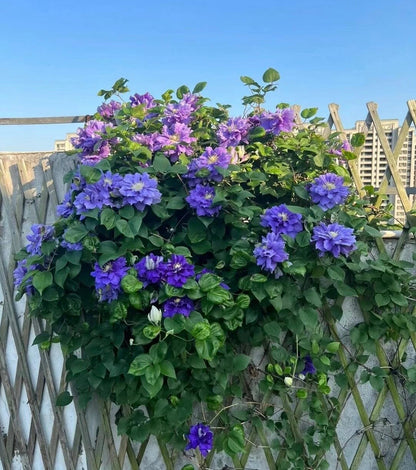 Clematis ‘’Kiri Te Kanawa｜- LivePlant｜卡瓦娜‘’
