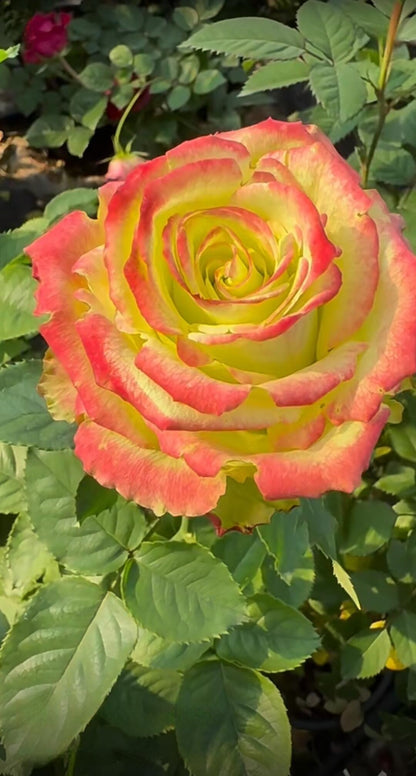 Rose  ‘ Green Apple｜グリーンアップル| 青苹果  - New Variety Florists Rose