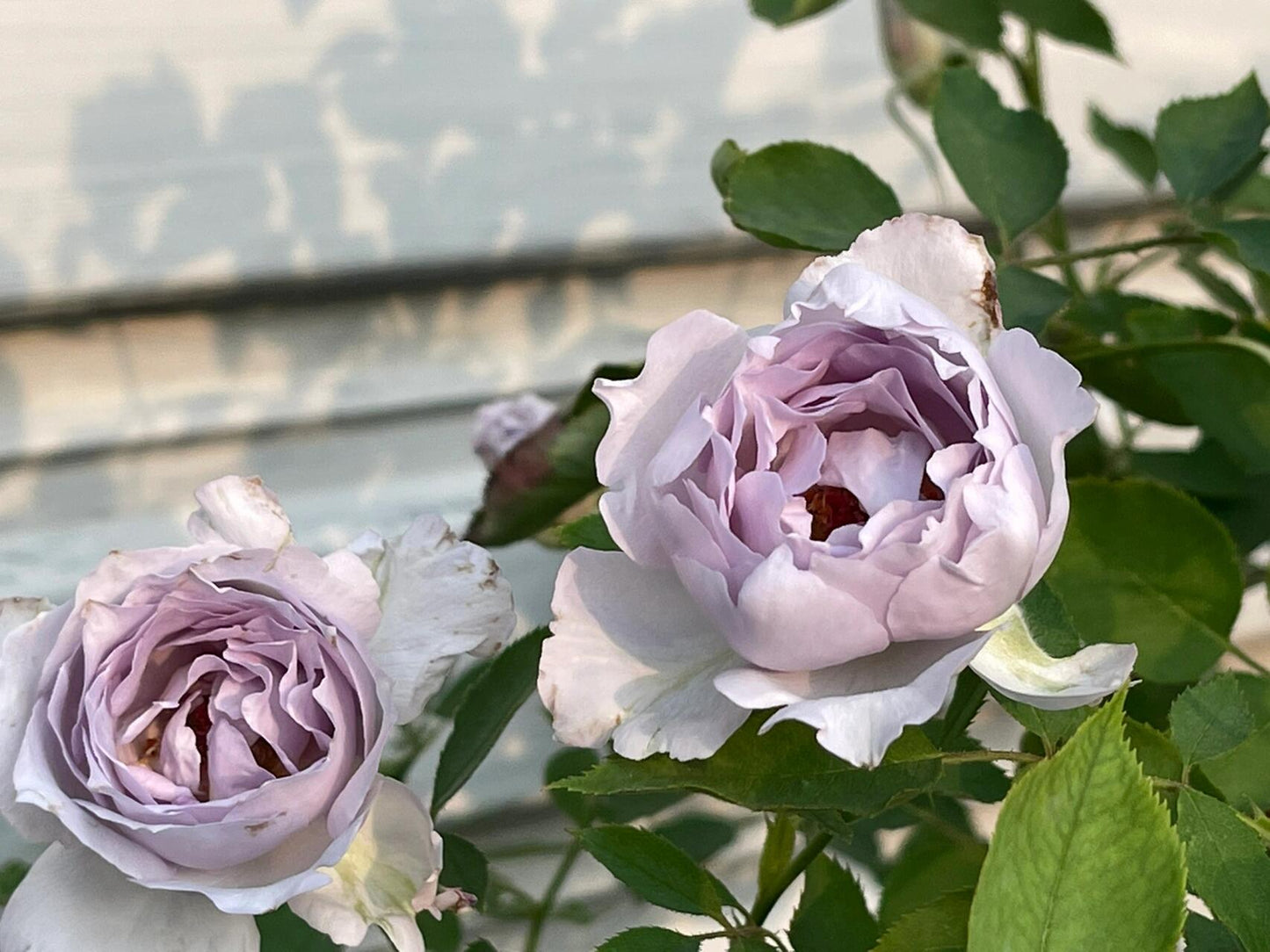 Rose ‘ Lucifer｜ルシファー | 光の天使 | 路西法