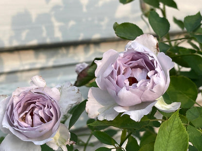 Rose ‘ Lucifer｜ルシファー | 光の天使 | 路西法
