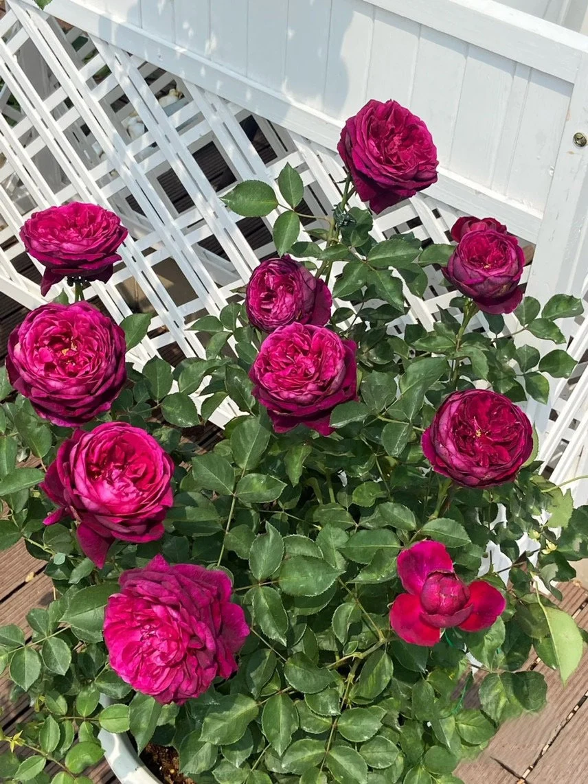 Rose  ‘ Royale | ロワイヤル | 皇宫 ’