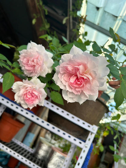 Rose  ‘ Shalimar |シャリマー | 夏莉玛 ’