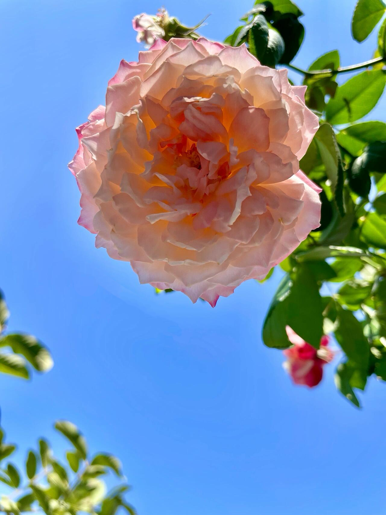 Rare Rosa ‘ Chance Pom |シャンスポム  | 苹果运气 ’