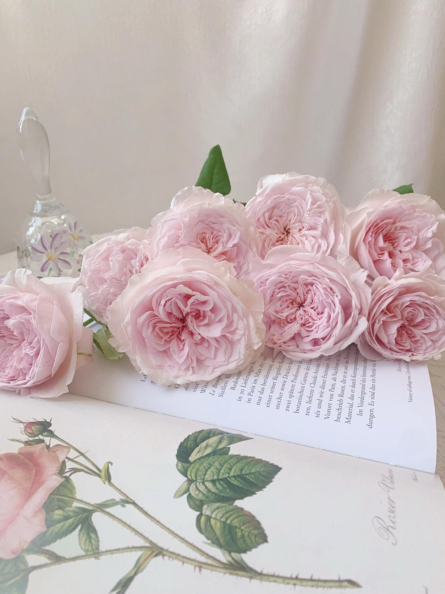 Rose  ‘ Les fraises ｜草莓奶昔 ’