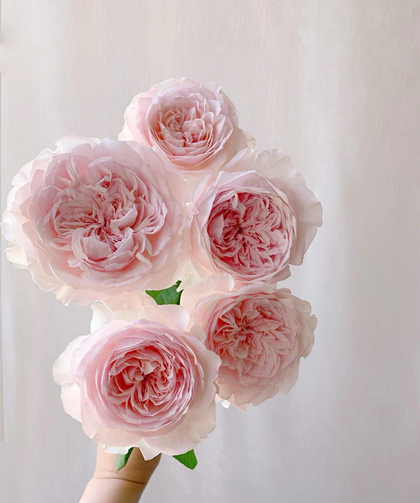 Rose  ‘ Les fraises ｜草莓奶昔 ’