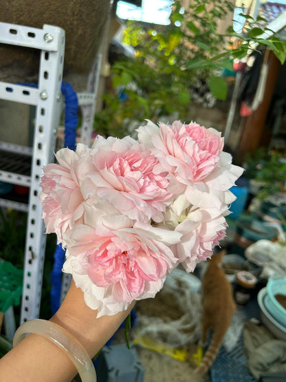 Rose  ‘ Shalimar |シャリマー | 夏莉玛 ’