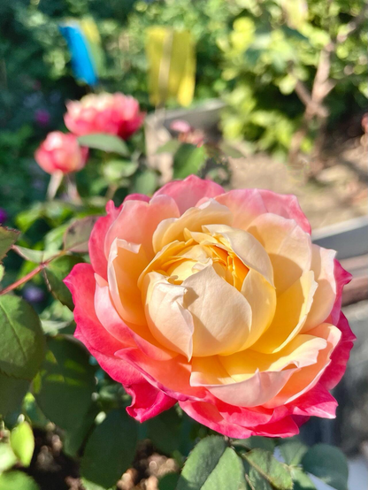 Rare Rosa ‘ Chance Pom |シャンスポム  | 苹果运气 ’