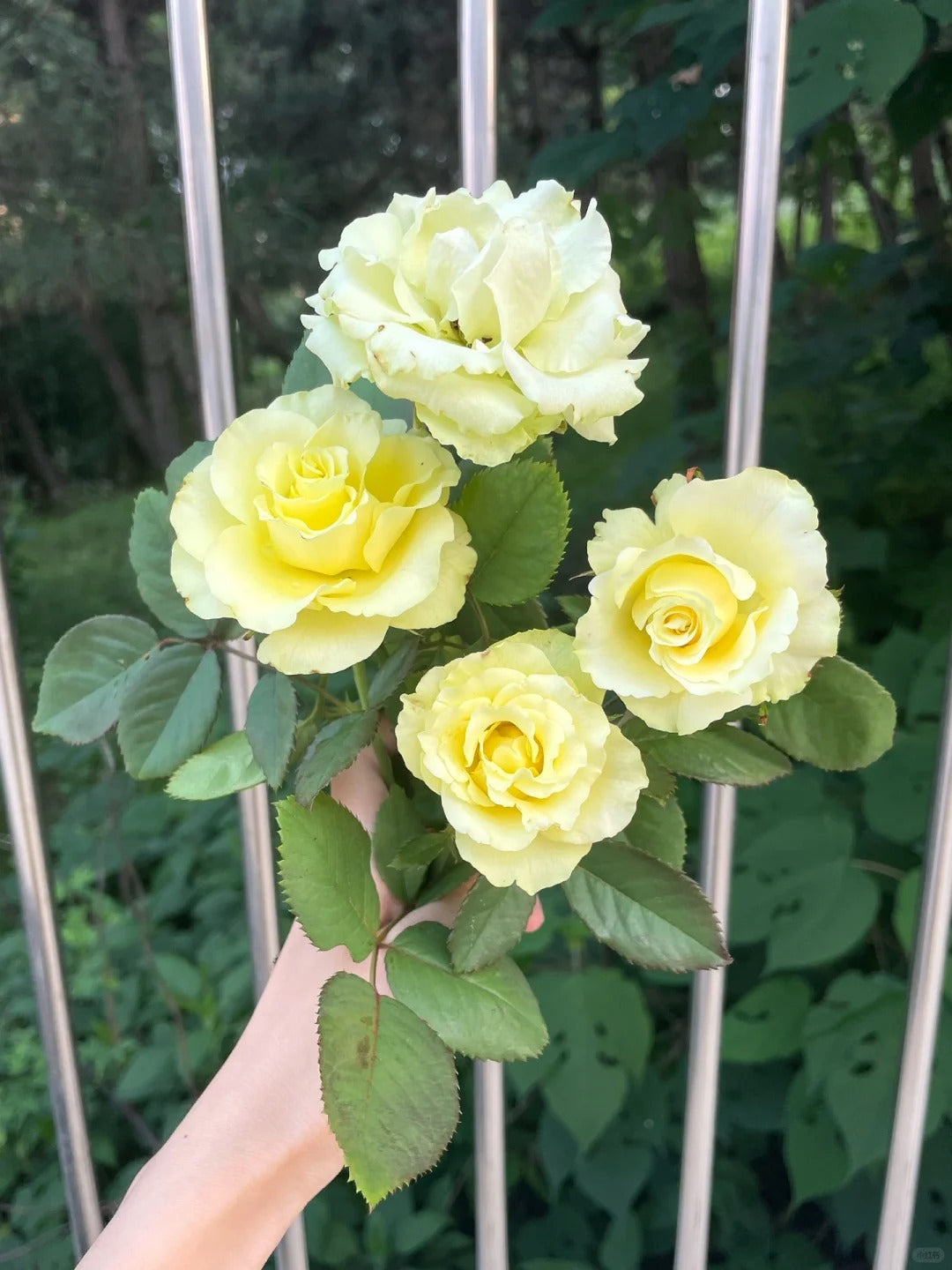 Rare Rose  'Green Planet ｜緑の惑星  | 绿行星 '