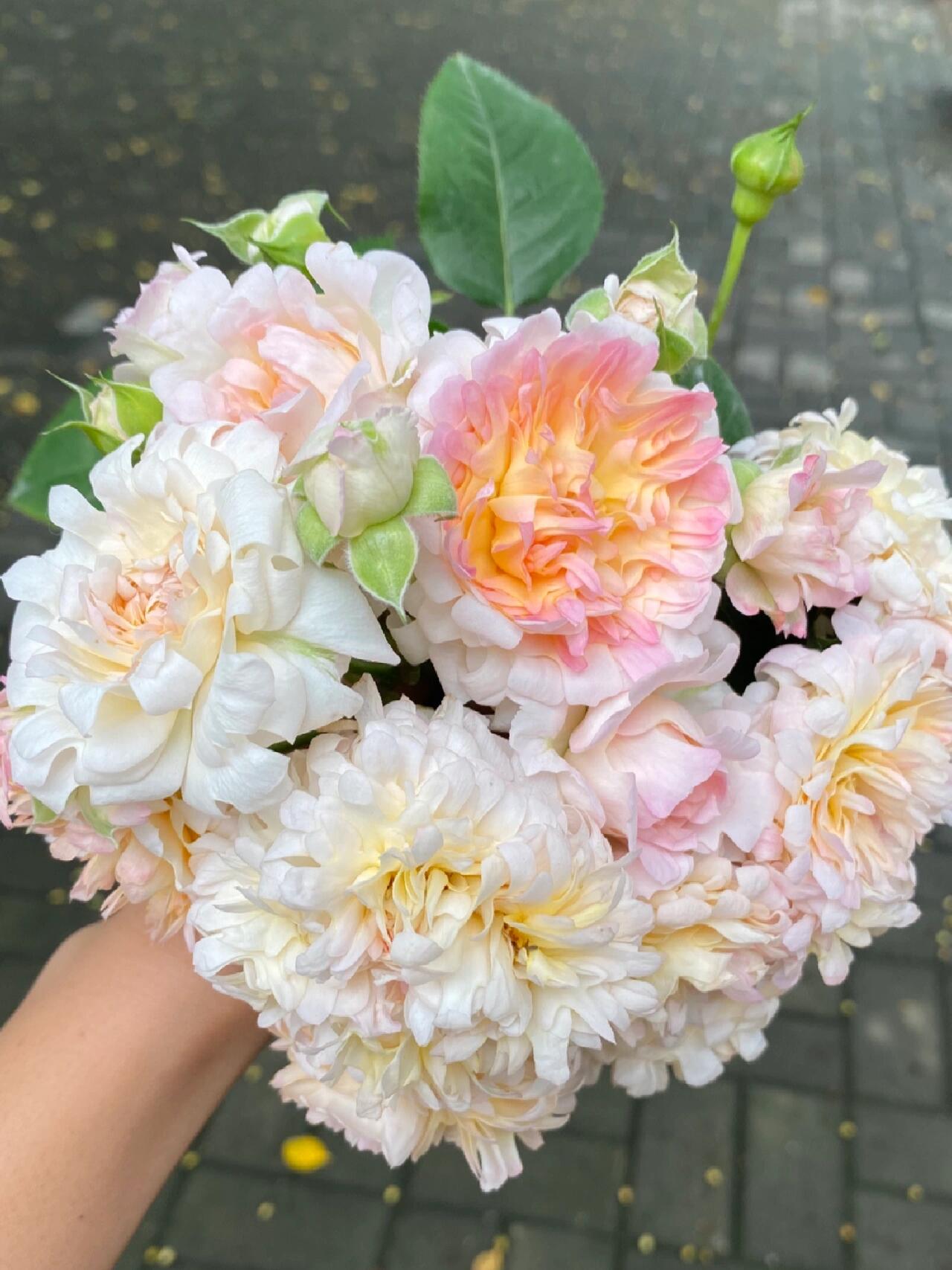 Rare Rose  ‘ Peach Anemone ｜桃子海葵 - New Variety 2023