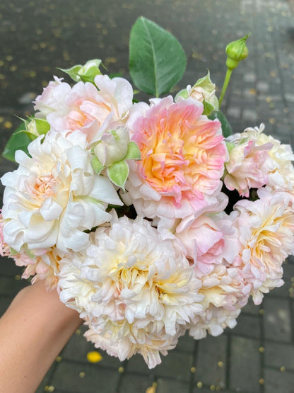 Rare Rose  ‘ Peach Anemone ｜桃子海葵 - New Variety 2023