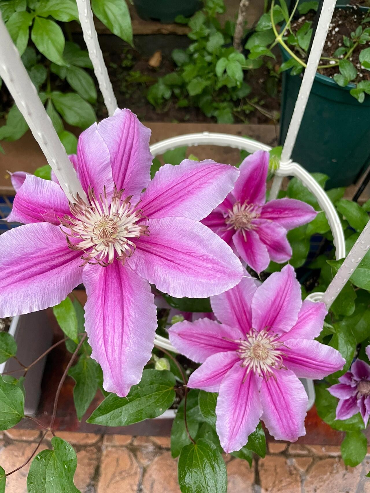Clematis ‘’Nishiki｜錦 |锦 ‘’