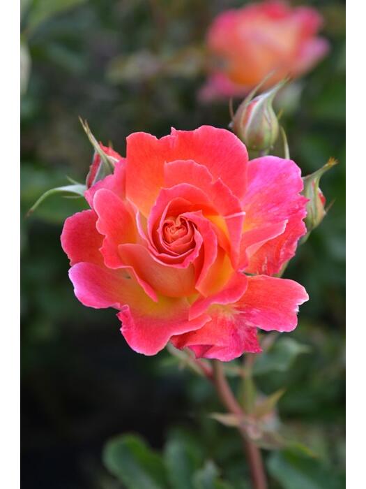 Rare Rose  ‘ Chaleur｜シヤル一ル ｜温暖｜夏洛尔
