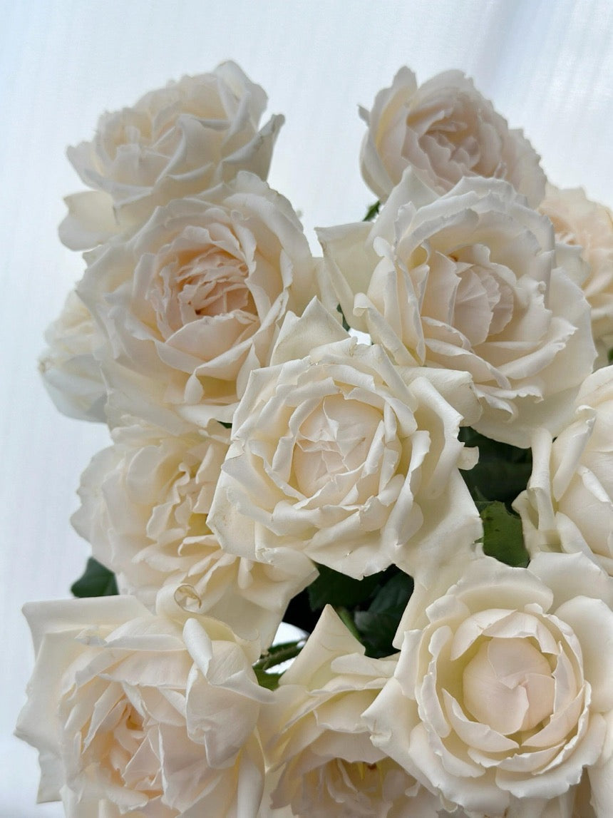 Rose  ’ Kashō｜かしょう｜华宵 - New Variety 2024