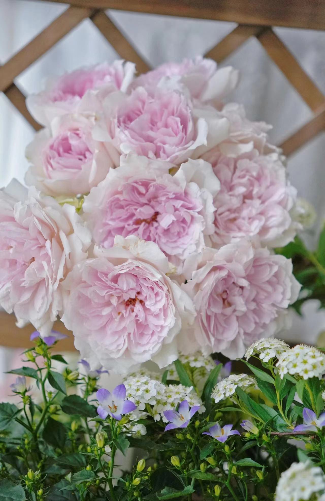 Rose  ‘ Shalimar |シャリマー | 夏莉玛 ’